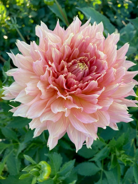 Lee's Pink Grapefruit