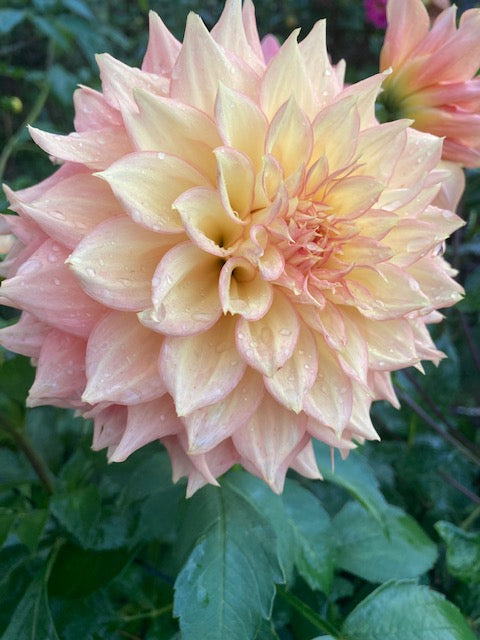 Lee's Savannah Spring