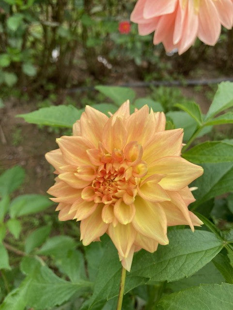 Lee's Savannah Spring