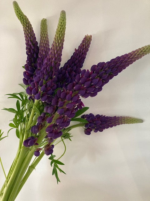 Cut Flower Bunches June 2025