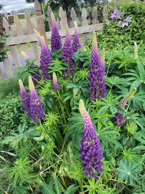Cut Flower Bunches June 2025