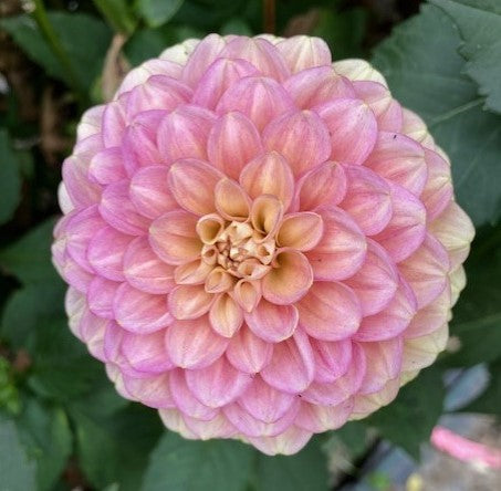 Princess Elizabeth