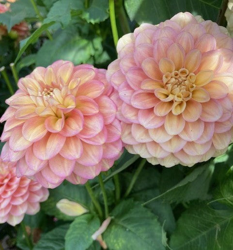 Princess Elizabeth
