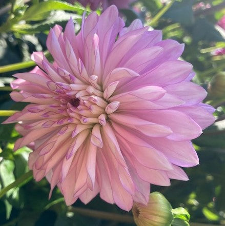 Bloomquist Pincushion