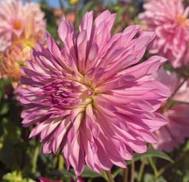 Bloomquist Pincushion