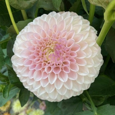 Pink Pearl