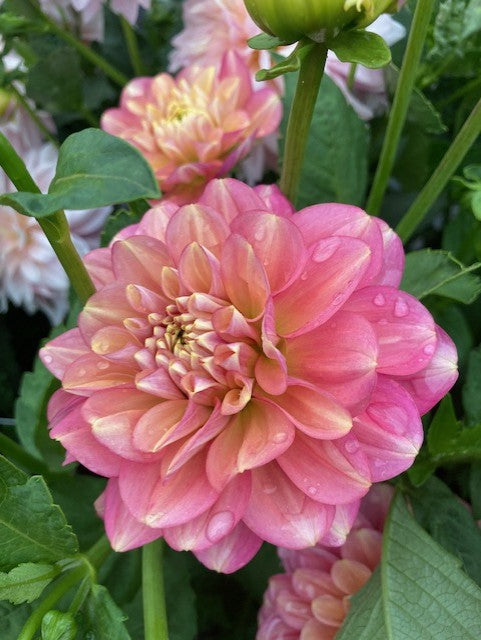 Princess Elizabeth