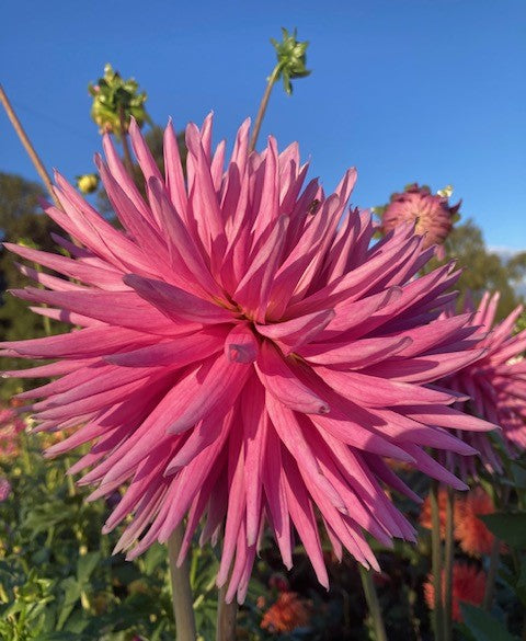Sandia Barbie