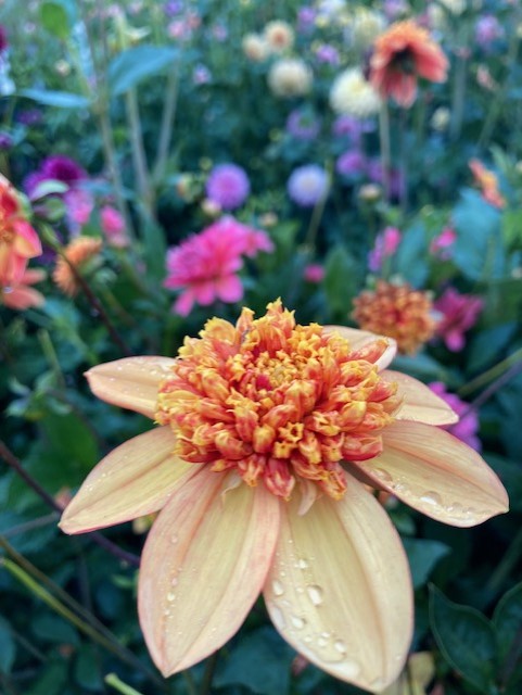 Sandia Brocade