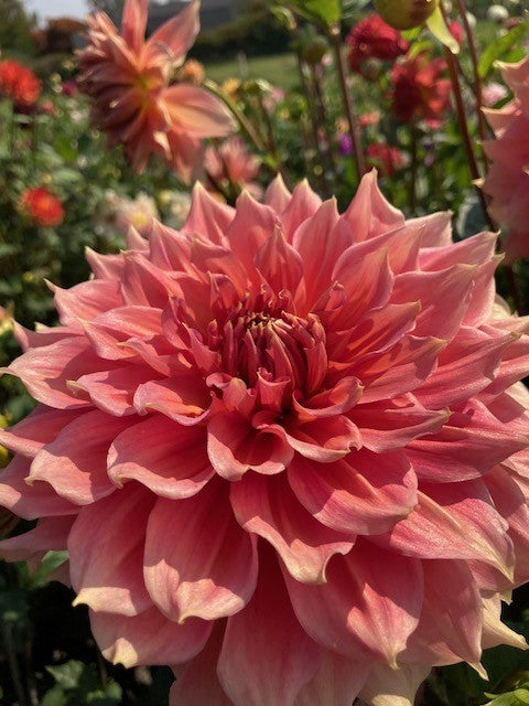 Summer Beauty