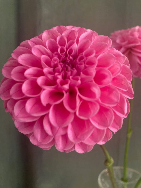 Sweet Fabienne
