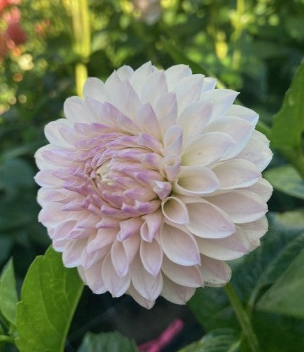 Tahoma Kelli