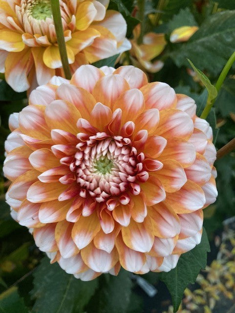 Tangerine Dream