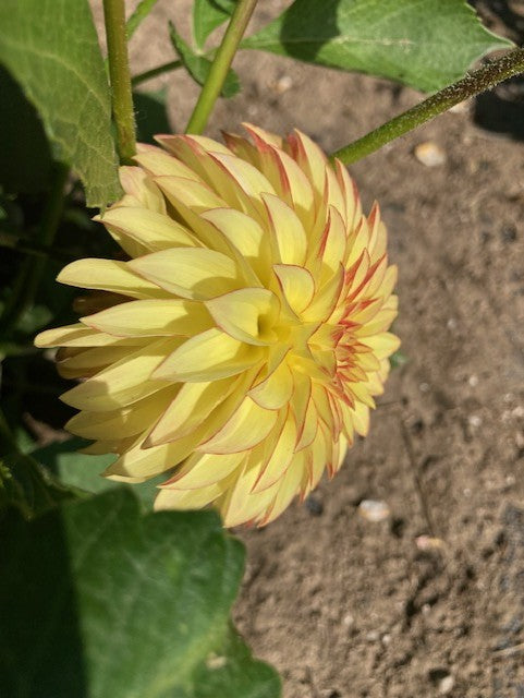 Verrone's Taylor Swift