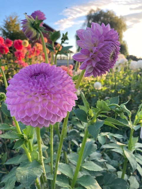 Westerton Ella Grace