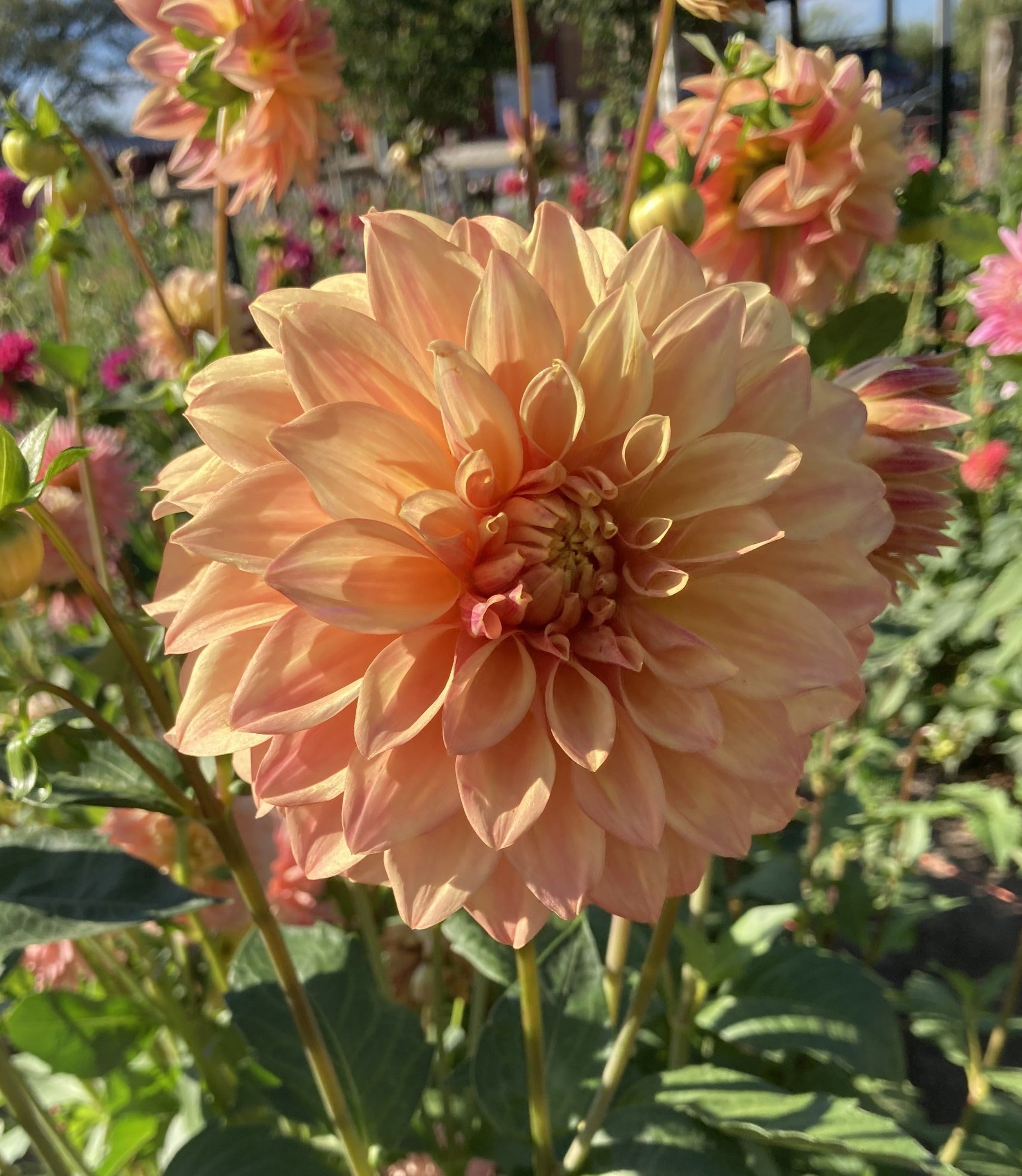 Miss Amara Good Scents Flowers